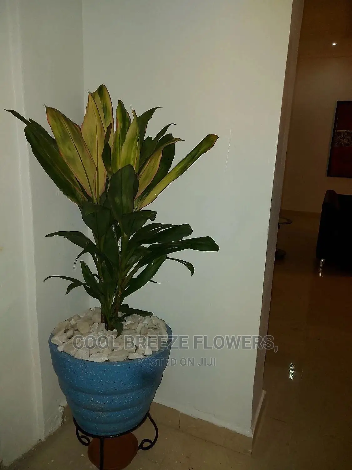 Air Purifying Plants Around U