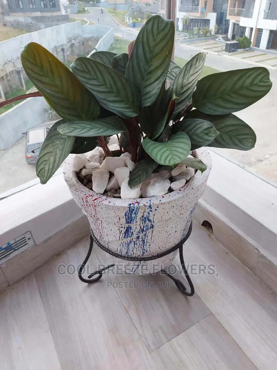 Air Purifying Plants Around U