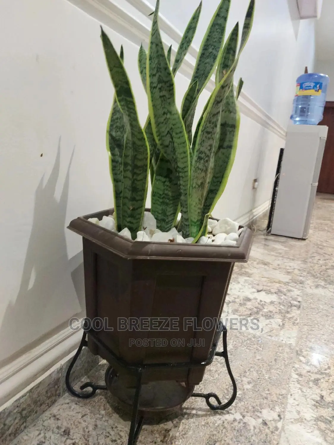 Air Purifying Plants Around U