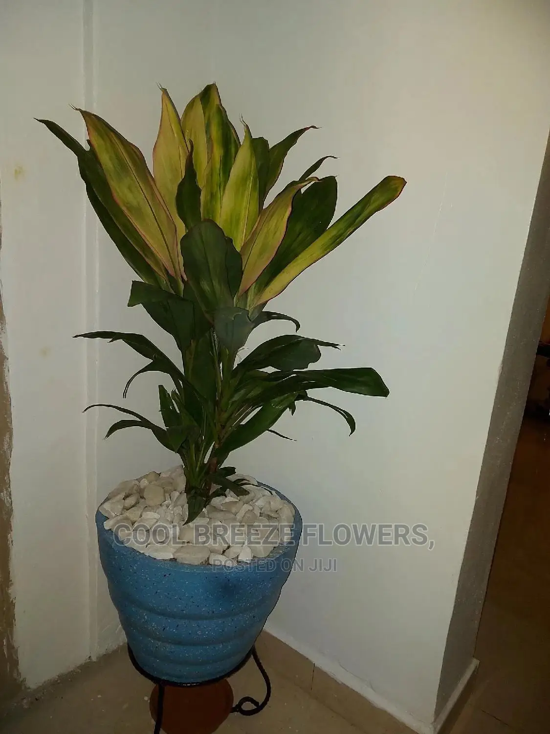 Air Purifying Plants Around U