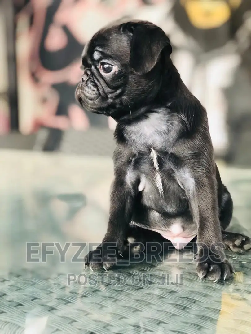 1-3 Month Female Purebred Pug