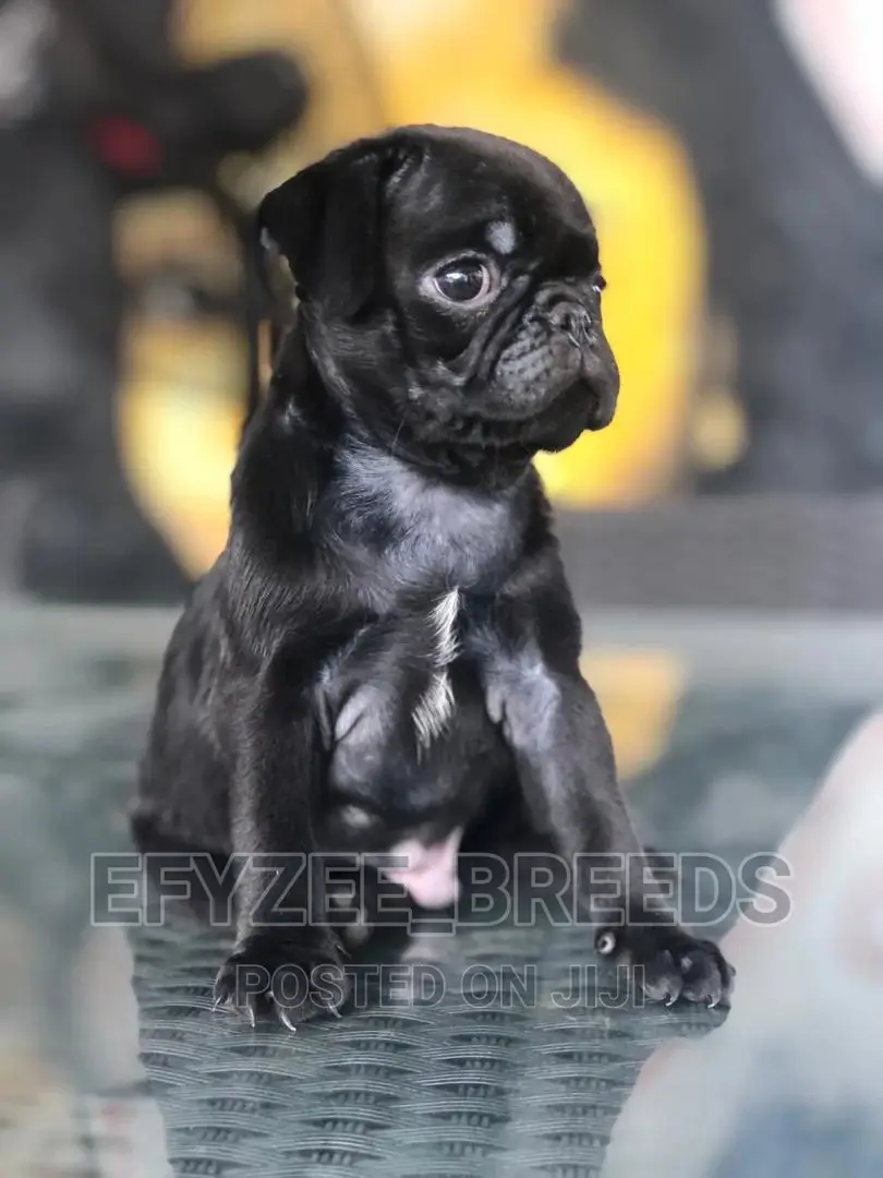 1-3 Month Female Purebred Pug