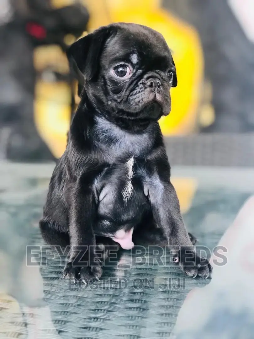 1-3 Month Female Purebred Pug