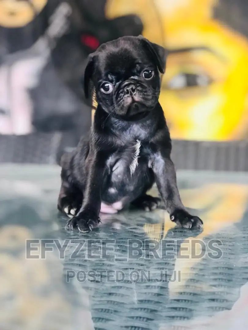 1-3 Month Female Purebred Pug