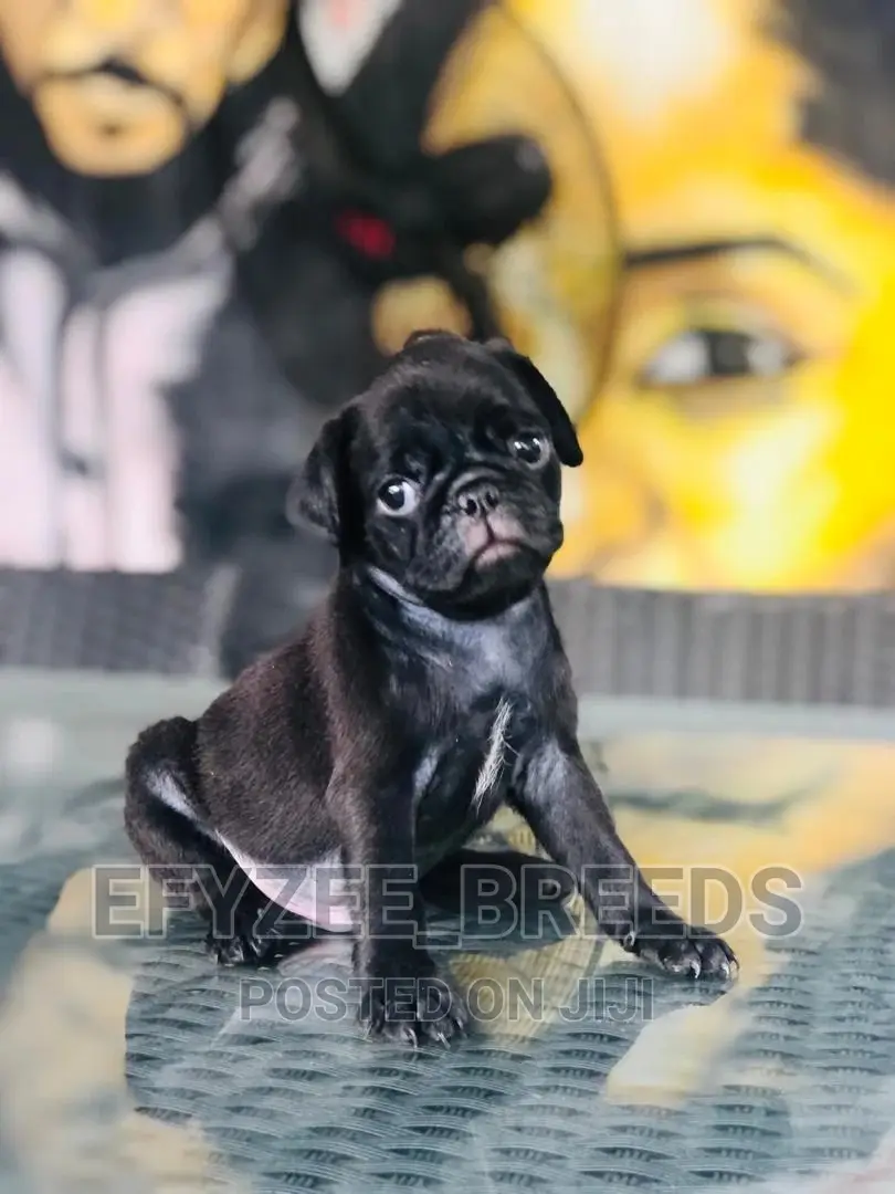 1-3 Month Female Purebred Pug