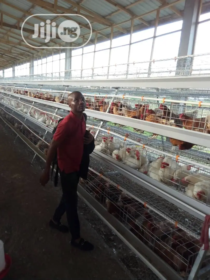 China Factory Poultry Cage / Automatic Poultry Cages