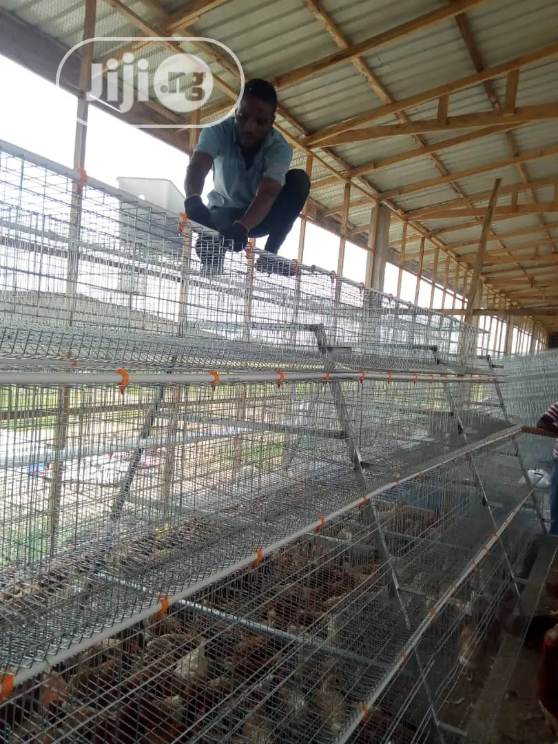 China Factory Poultry Cage / Automatic Poultry Cages