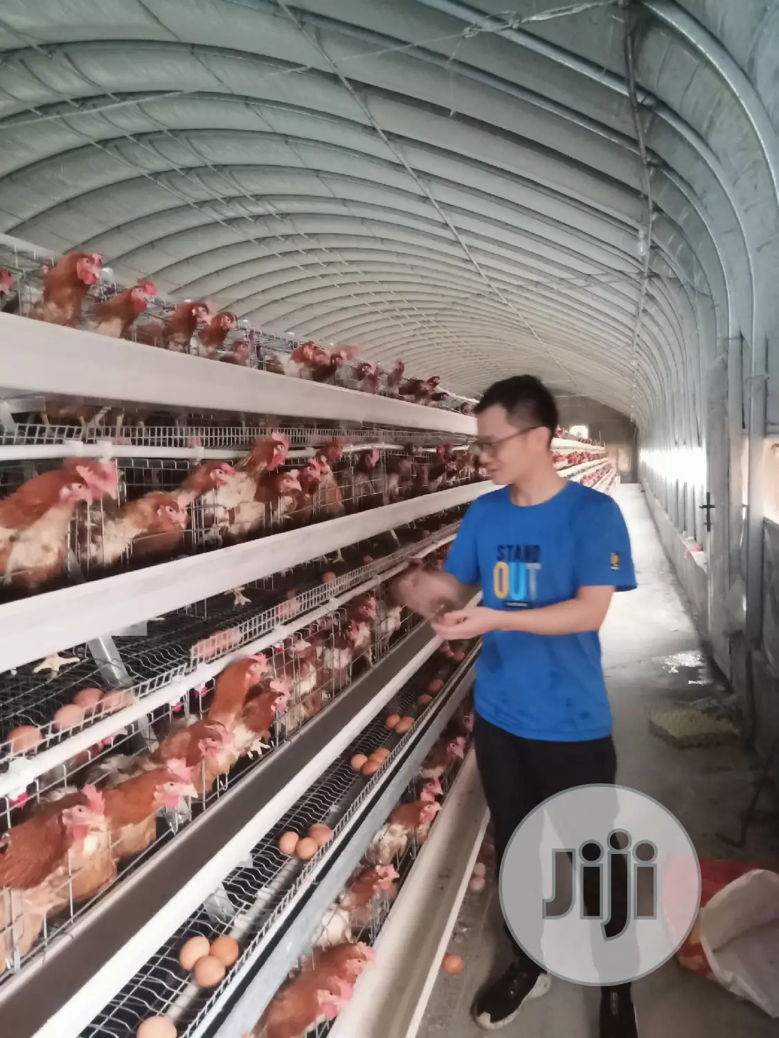 Poultry Cage / China Automatic Poultry Cage