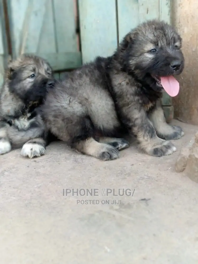 1-3 months Female Purebred Caucasian Shepherd