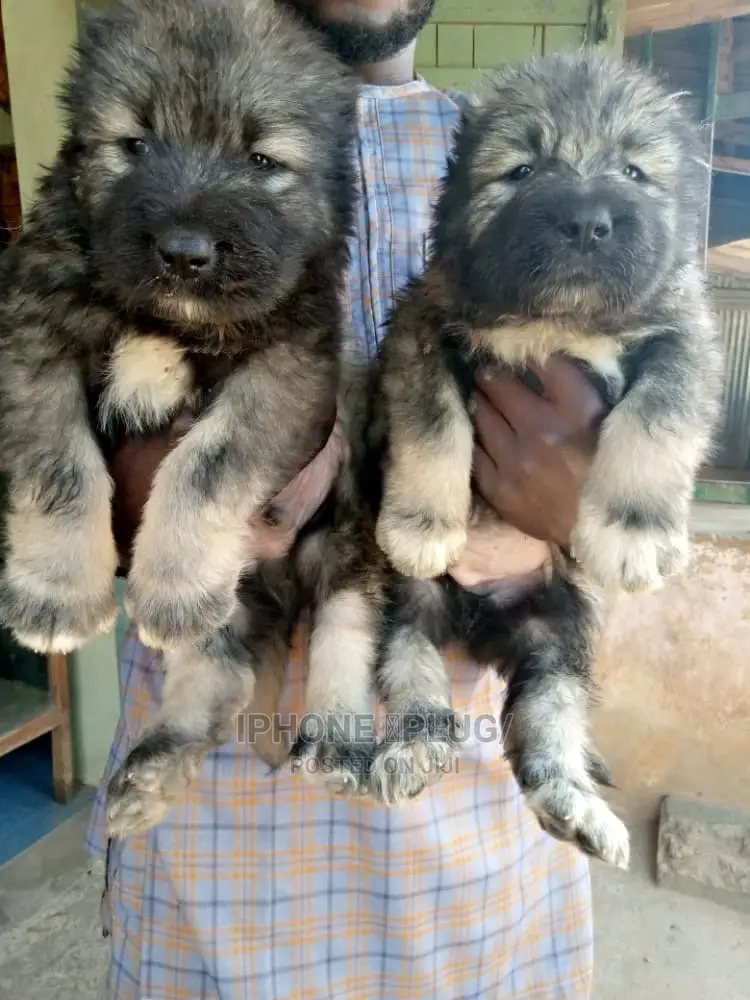 1-3 months Female Purebred Caucasian Shepherd