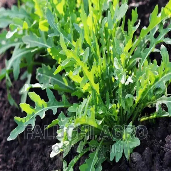 Arugula/Rocket Seedlings And Fresh Leaves