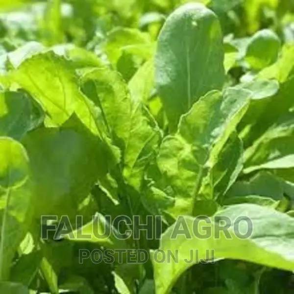 Arugula/Rocket Seedlings And Fresh Leaves