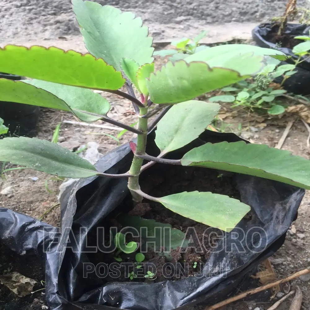 Resurrection Plant, Miracle Plant, Oda Opue (Igbo)