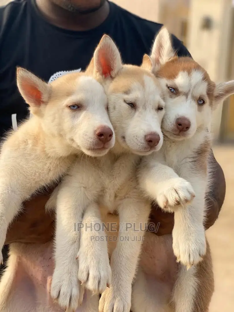 1-3 months Female Purebred Siberian Husky