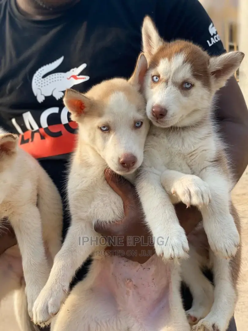 1-3 months Female Purebred Siberian Husky