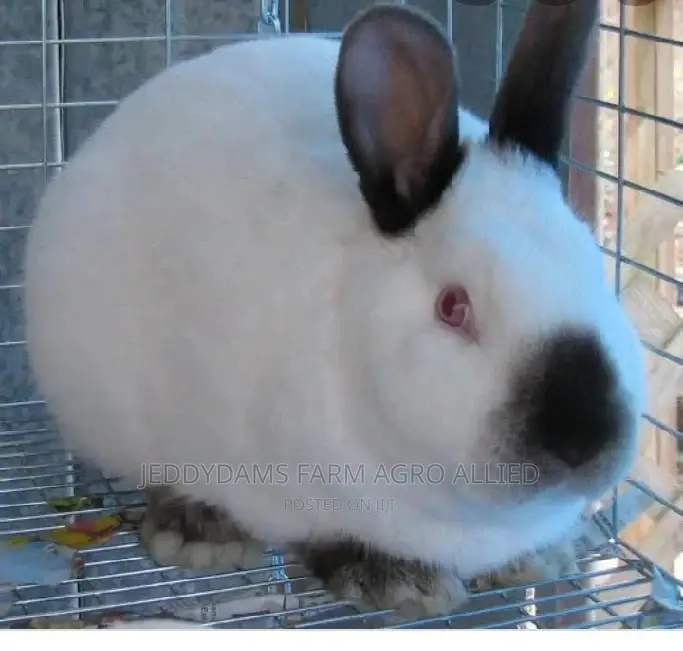 Rabbit Family