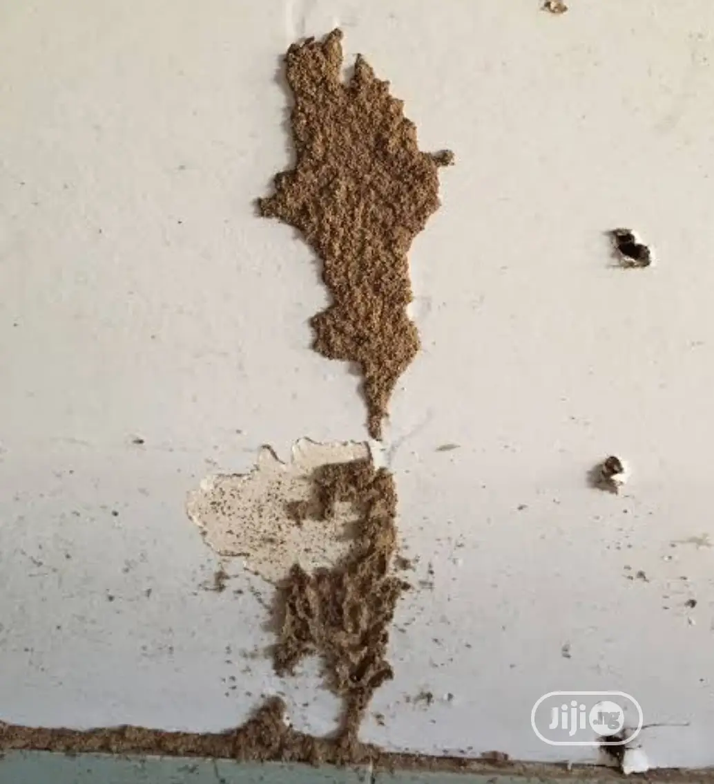 Termite Control Roof/Furniture Preservation