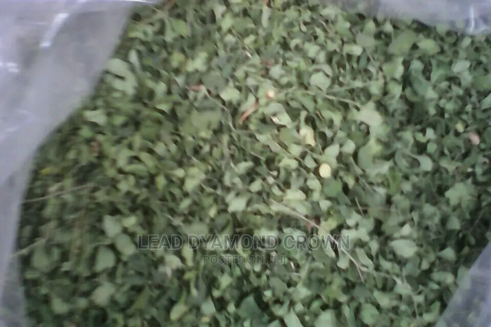Moringa Leaves and Leaf Powder