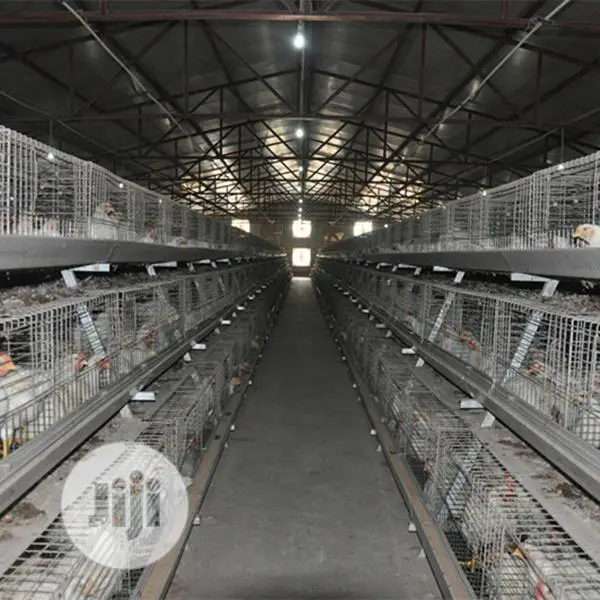 Poultry Cage China Automatic Poultry Cage