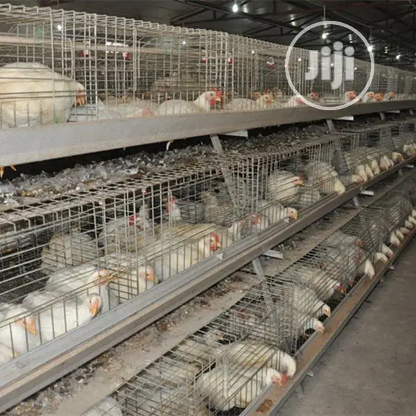 Poultry Cage China Automatic Poultry Cage