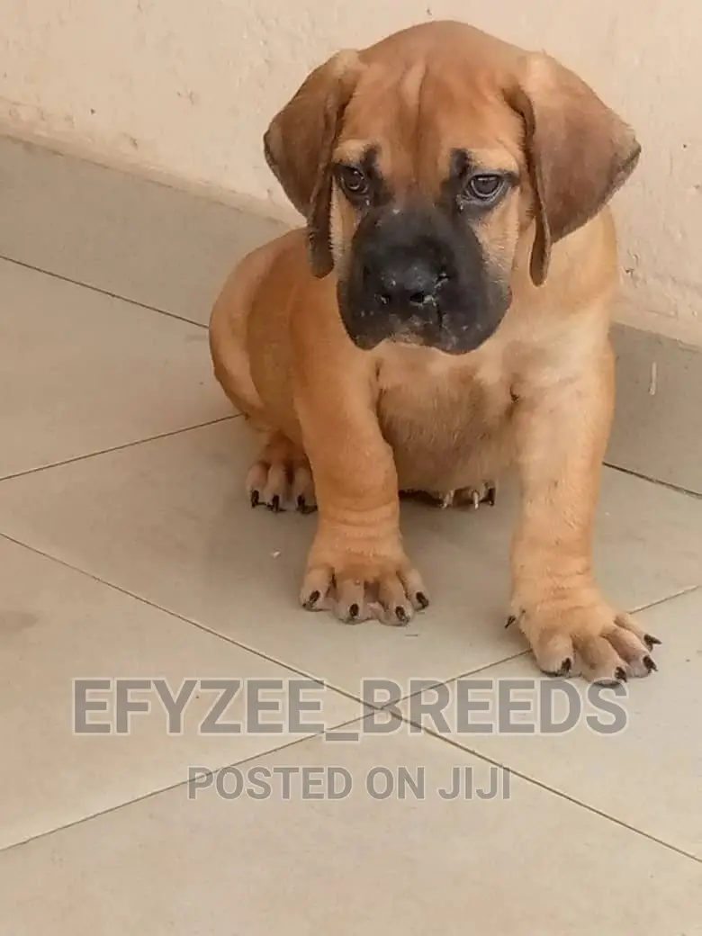 1-3 months Female Purebred Boerboel