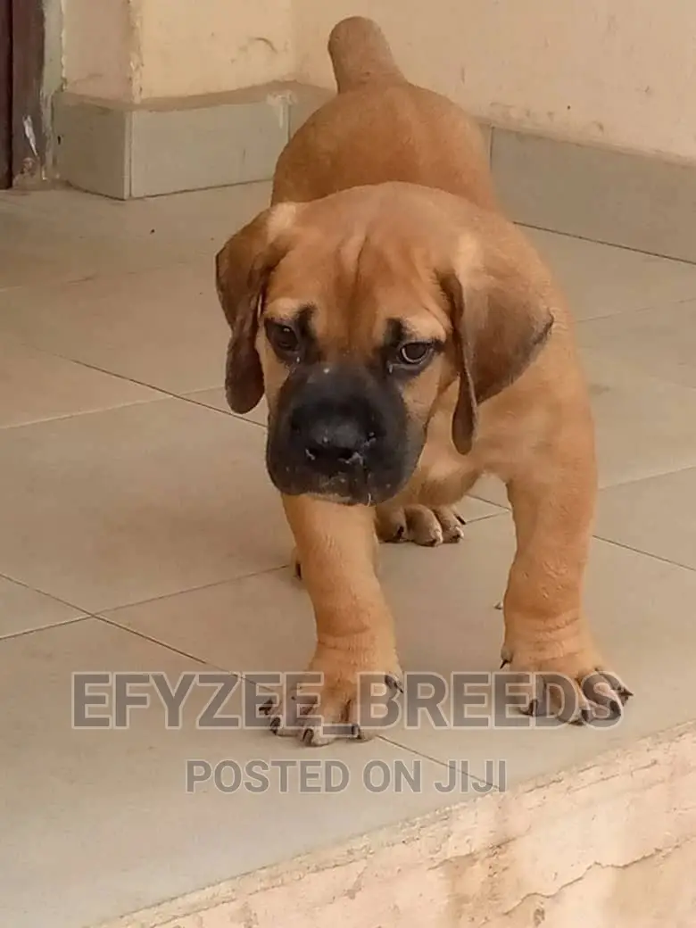 1-3 months Female Purebred Boerboel