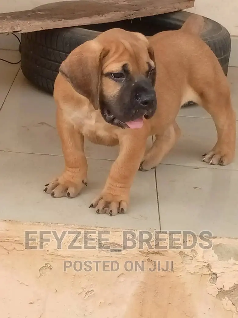 1-3 months Female Purebred Boerboel