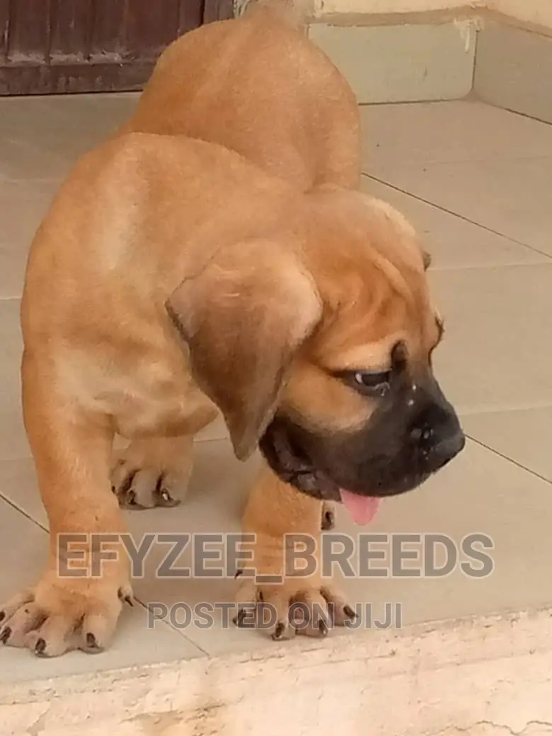 1-3 months Female Purebred Boerboel