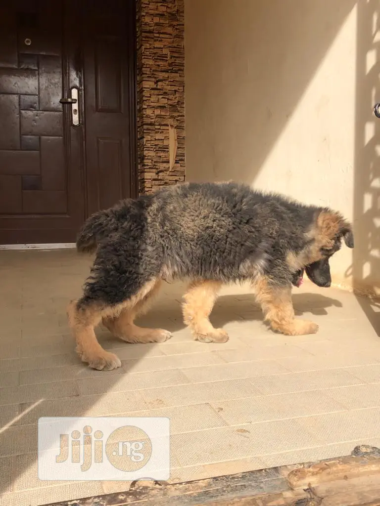 1-3 Months Female Purebred German Shepherd