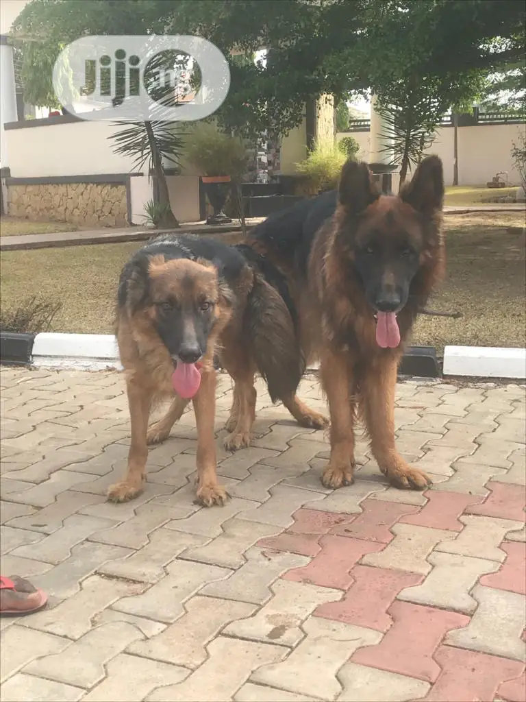 1-3 Months Female Purebred German Shepherd