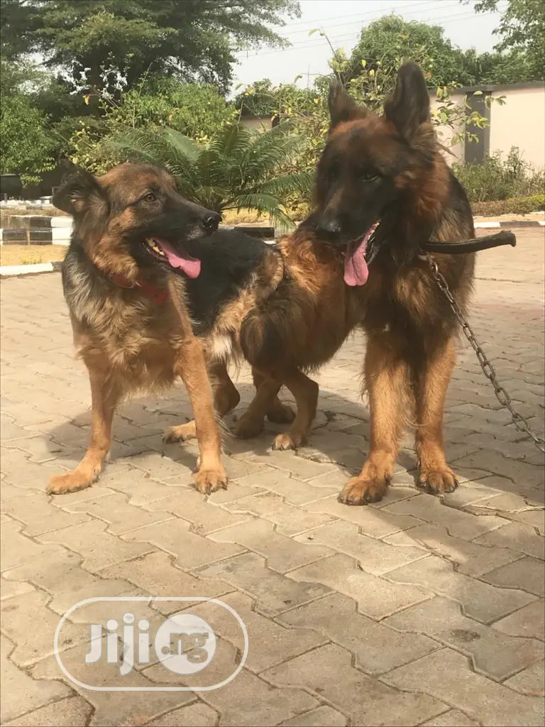 1-3 Months Female Purebred German Shepherd