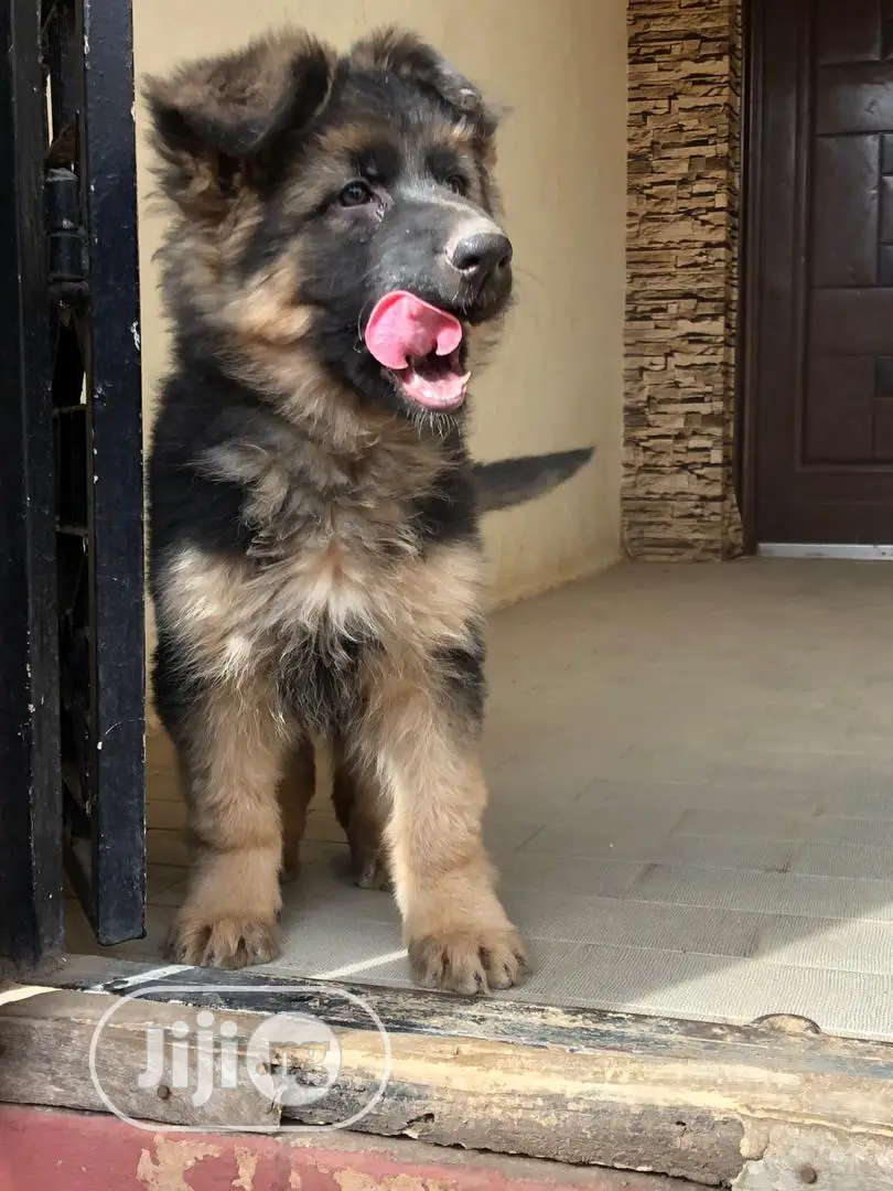 1-3 Months Female Purebred German Shepherd