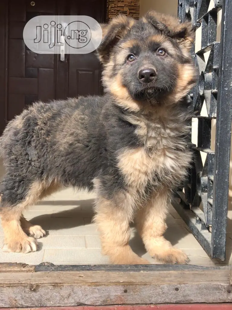 1-3 Months Female Purebred German Shepherd