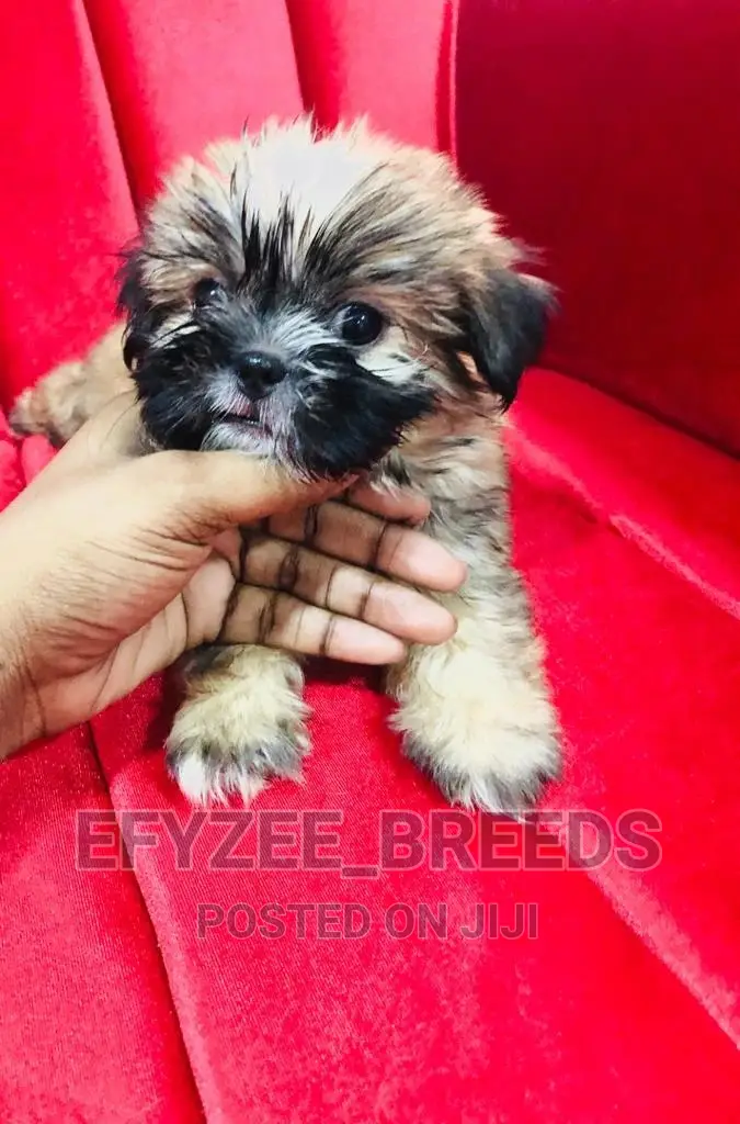 1-3 months Female Purebred Shih Tzu