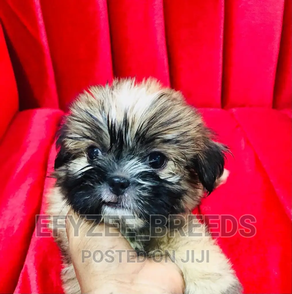 1-3 months Female Purebred Shih Tzu