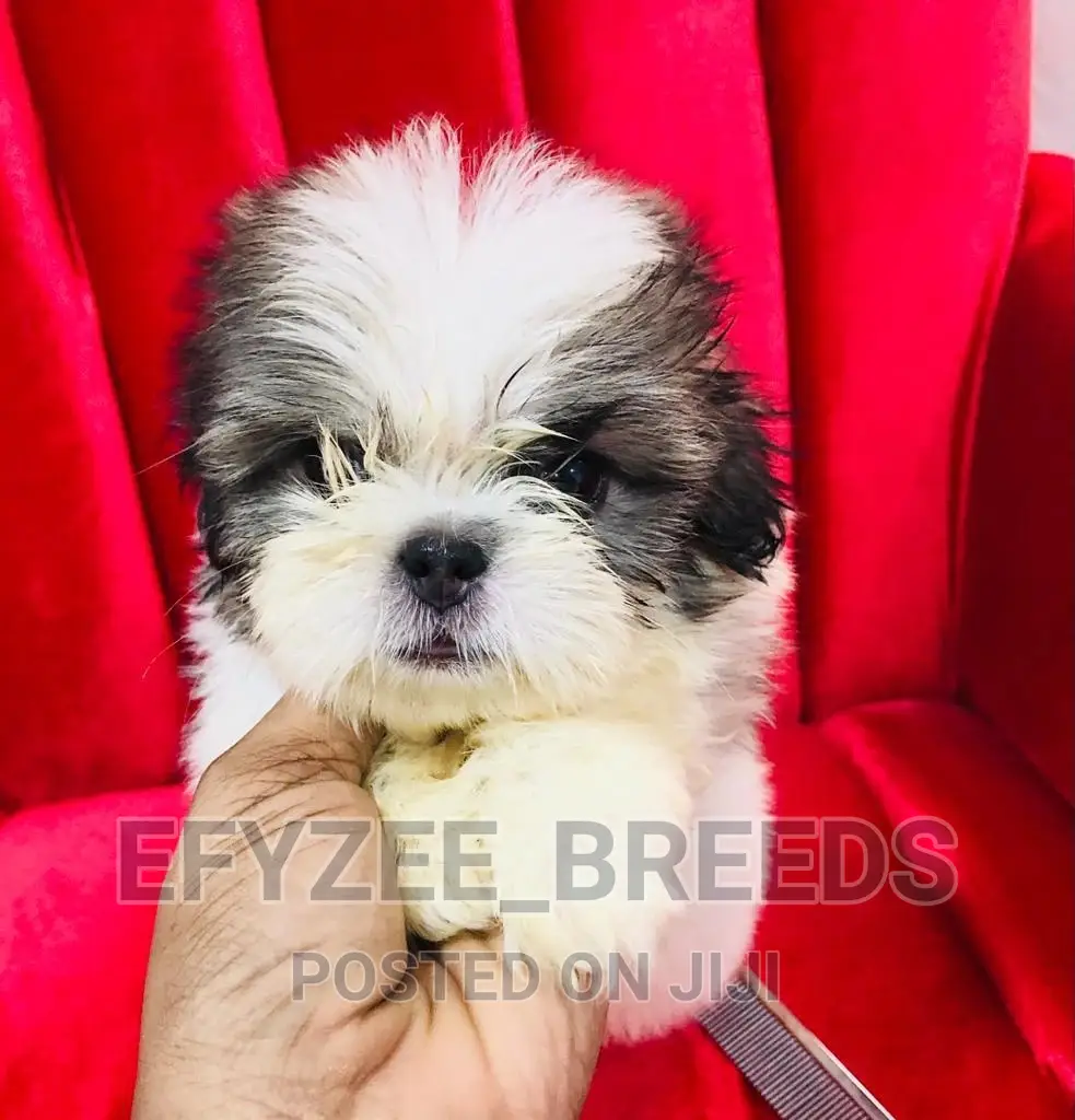 1-3 months Female Purebred Shih Tzu