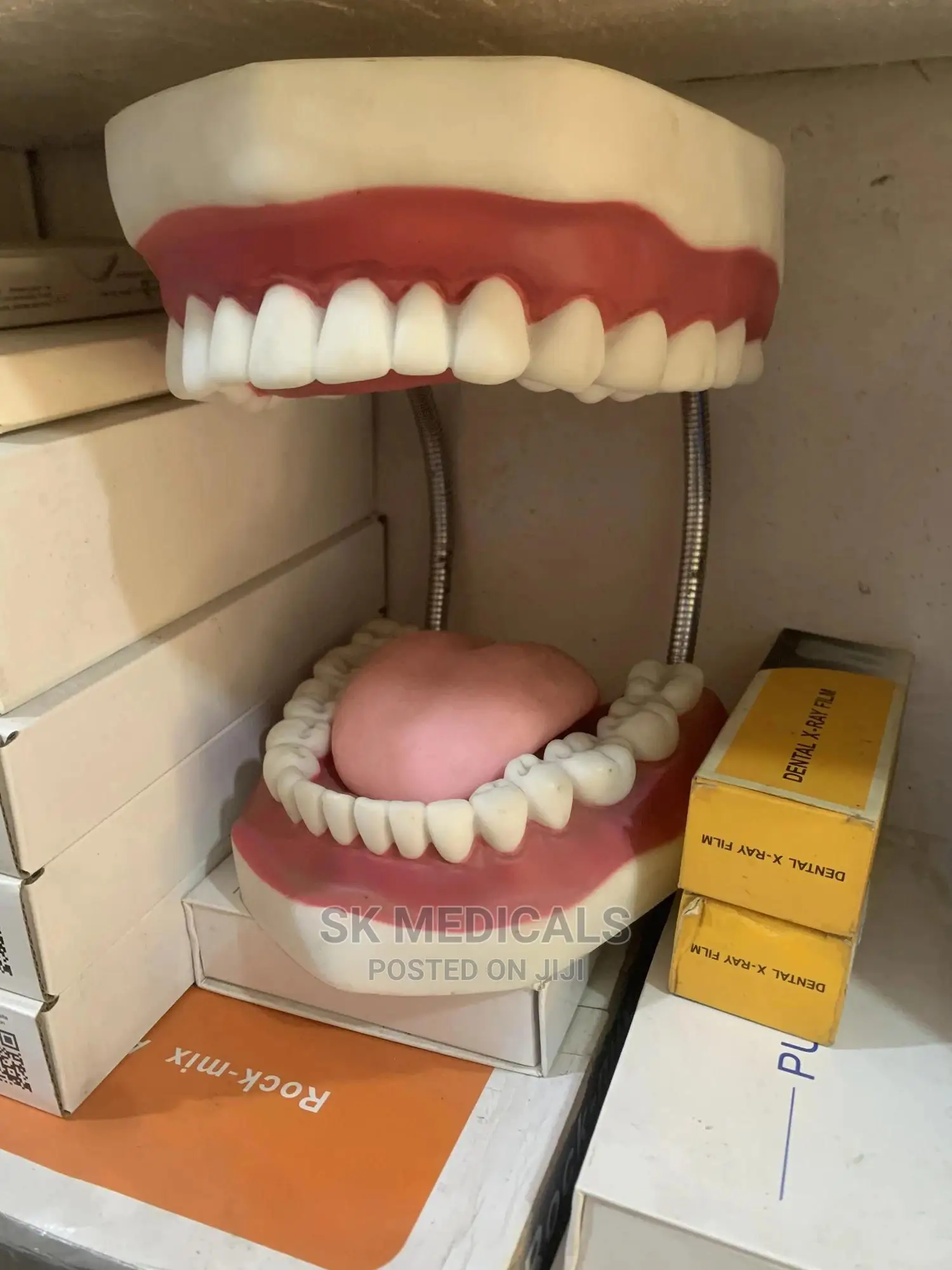 Tooth Model