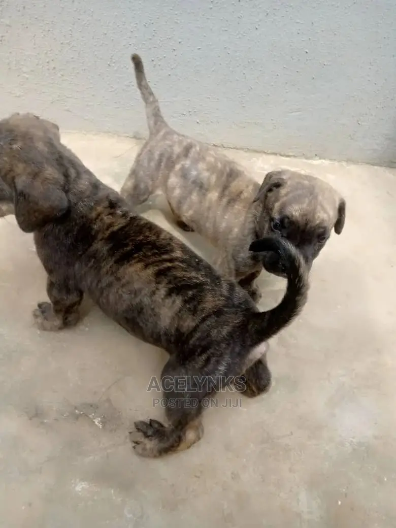 0-1 month Male Purebred Boerboel