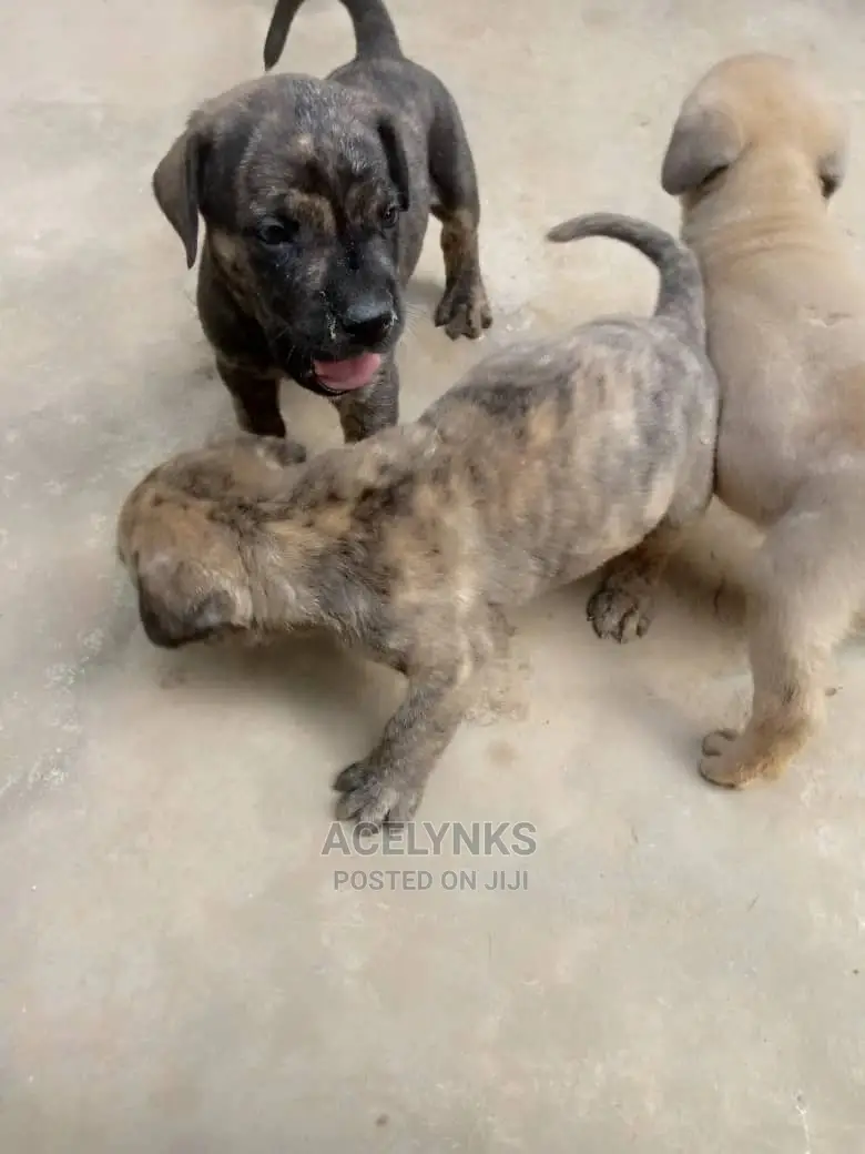 0-1 month Male Purebred Boerboel