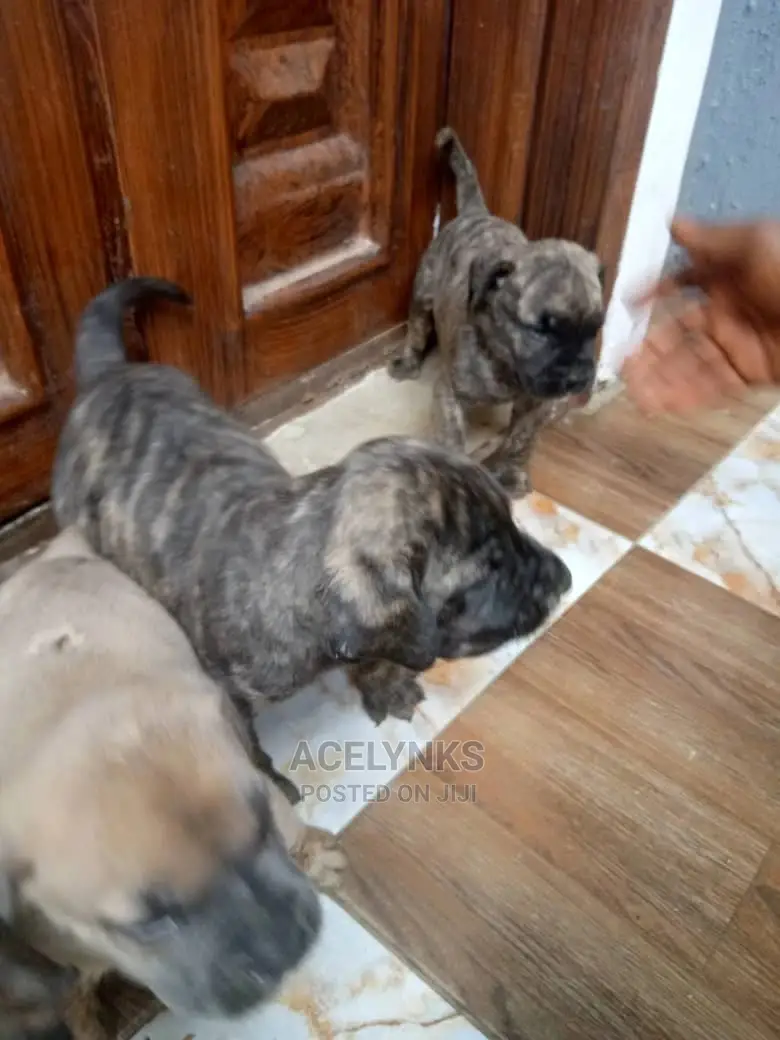 0-1 month Male Purebred Boerboel