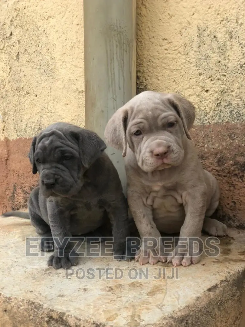 1-3 Month Male Purebred Neapolitan Mastiff