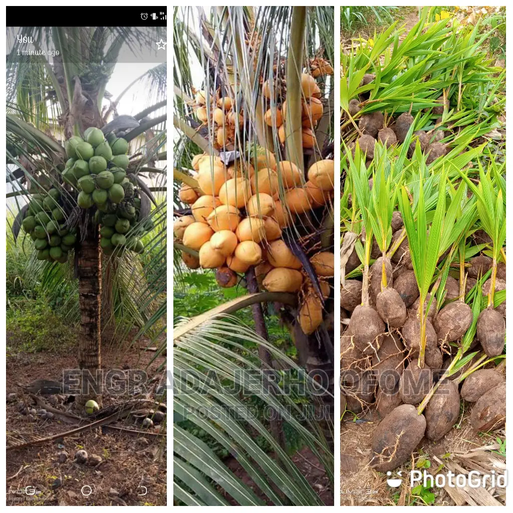 Dwarf and Hybrid Coconut Seedlings for Sale