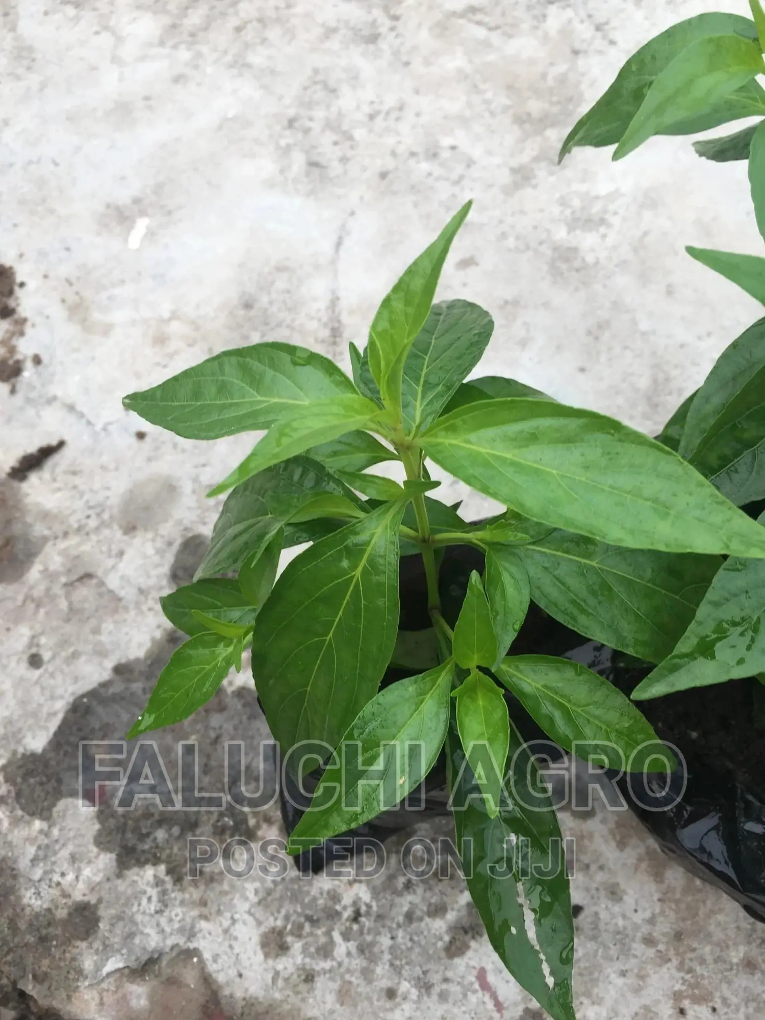 King of Bitter Seedlings