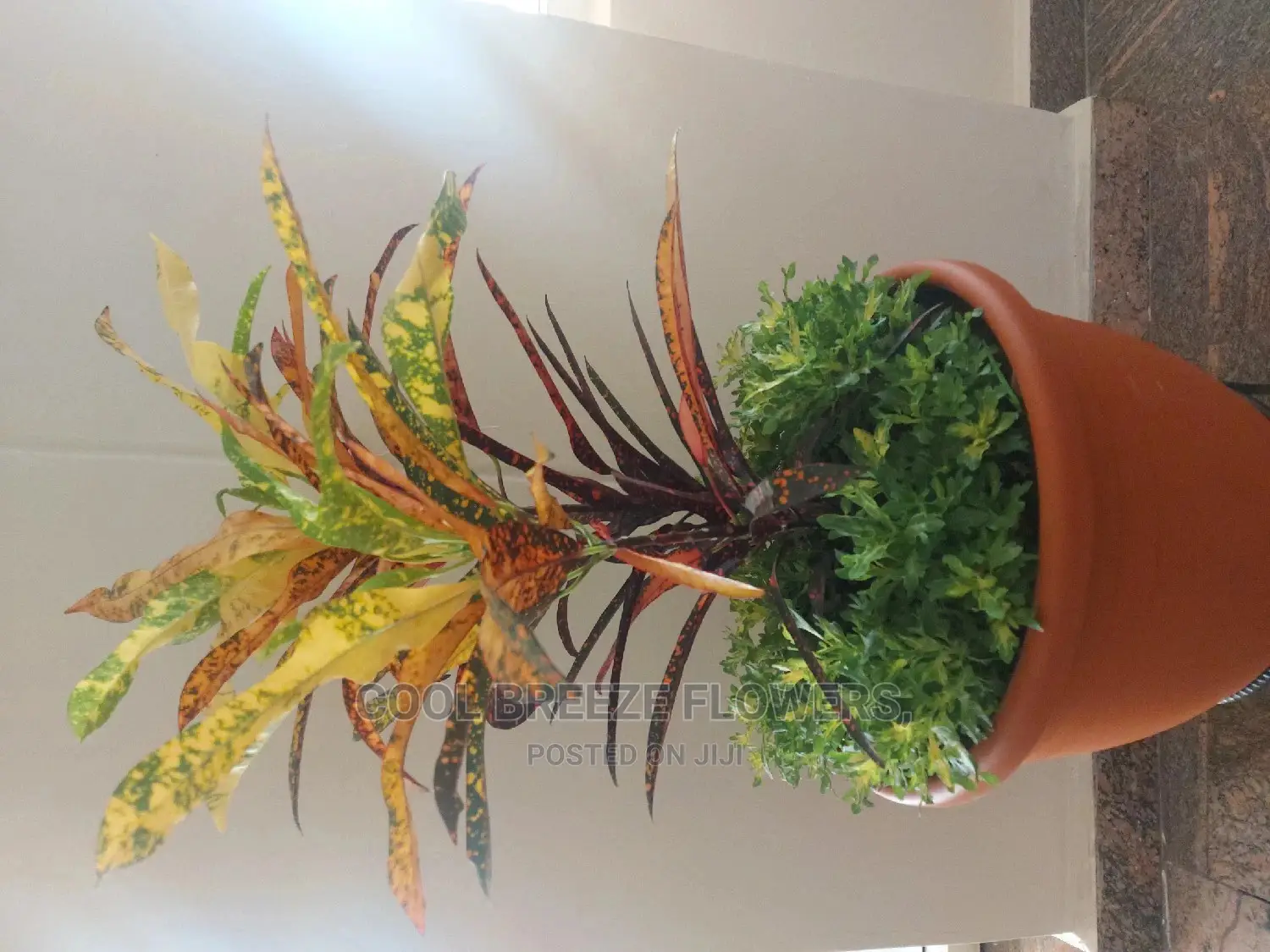 Air Purifying Flowers Plant's