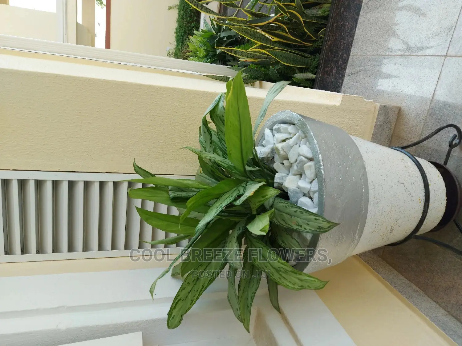 Air Purifying Flowers Plant's