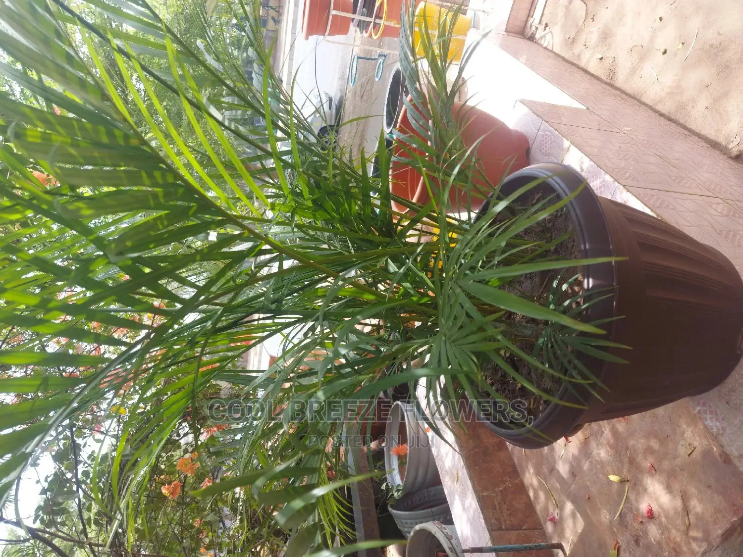 Air Purifying Flowers Plant's