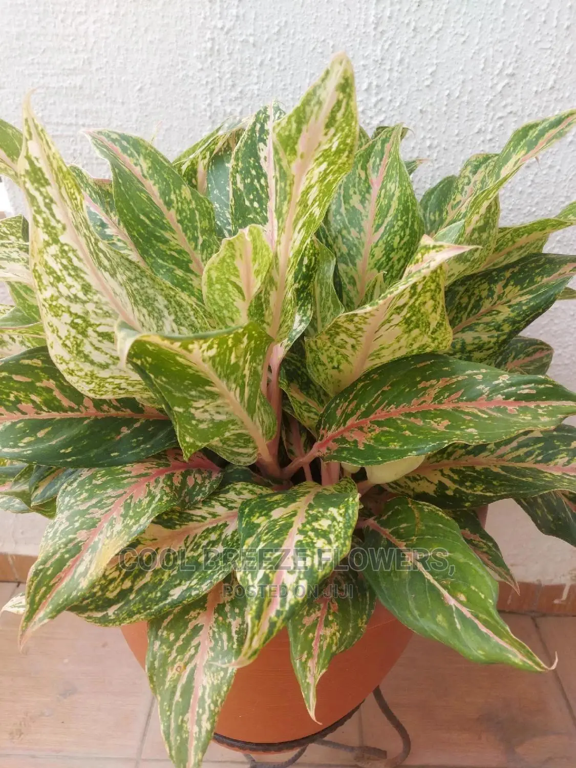 Air Purifying Flowers