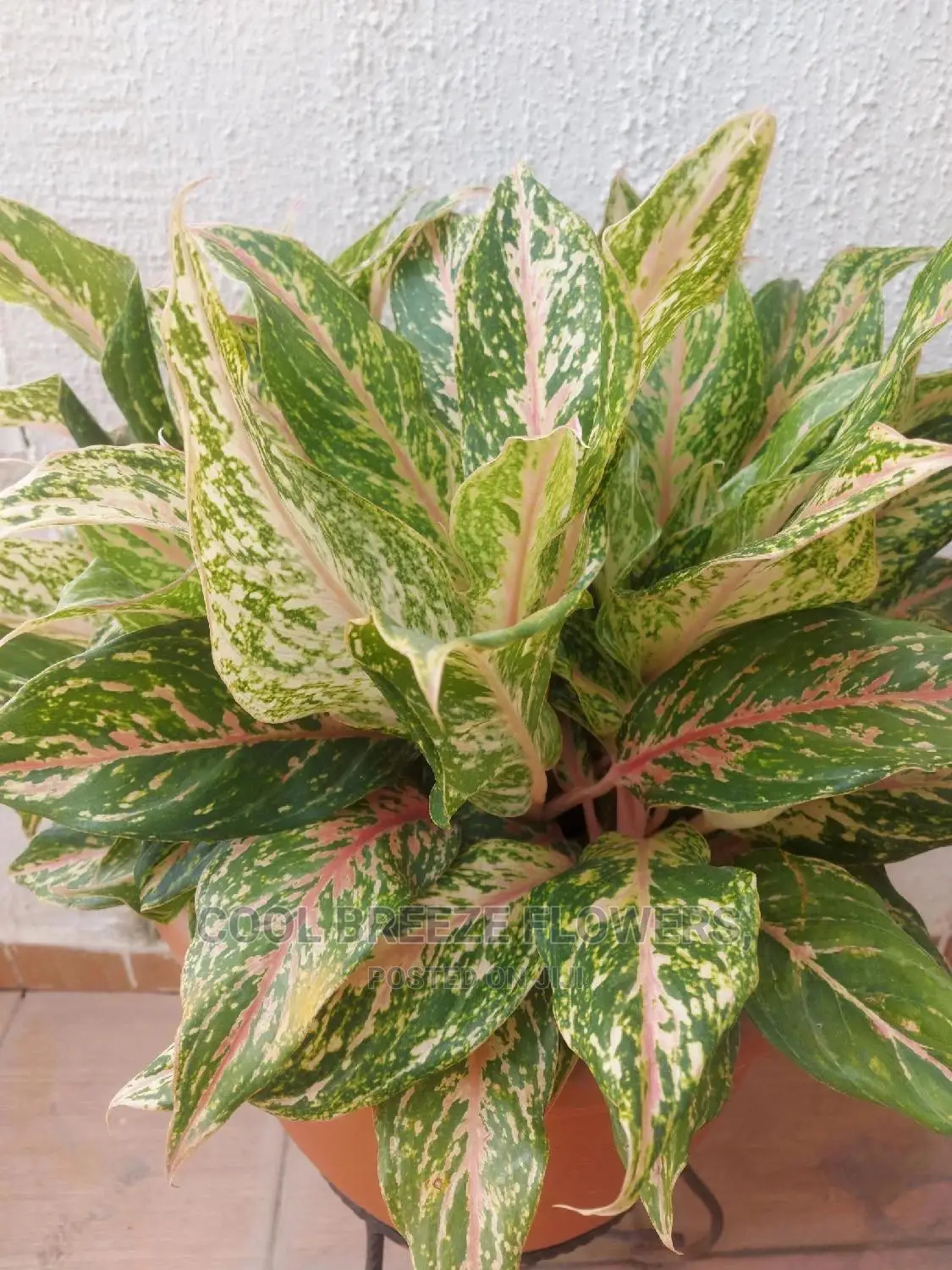 Air Purifying Flowers