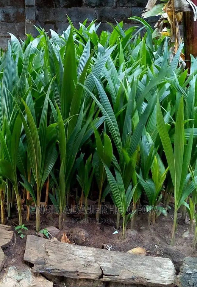 Dwarf and Hybrid Coconut Seedlings for Sale