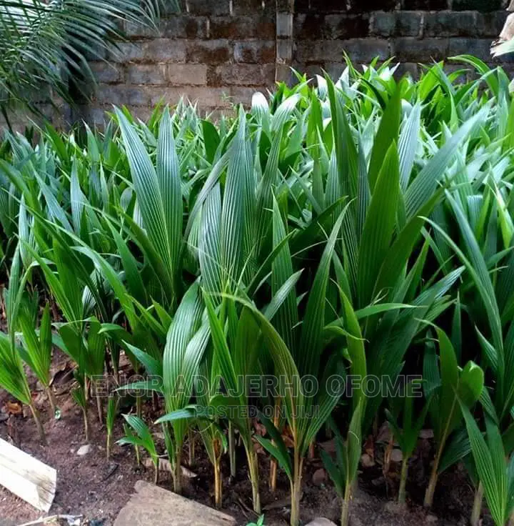 Dwarf and Hybrid Coconut Seedlings for Sale